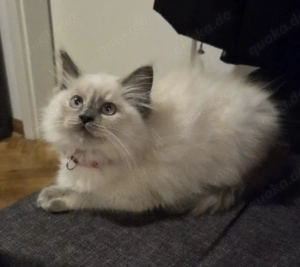 Traumhaftes Ragdoll-Schmusekätzchen 12 Wochen alt mit Starterpaket