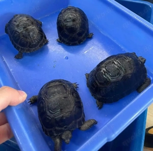     Aldabra-Jungtiere   Bereit für neue Zuhause!   