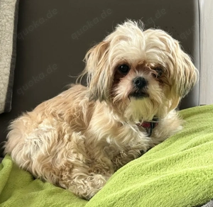 ShihTzu Pekinese Hündin