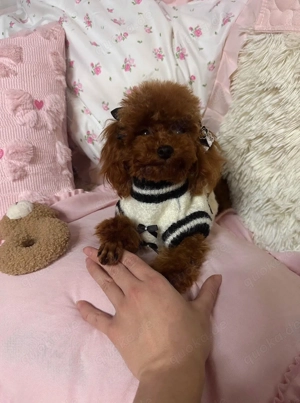 Teacup Pudel Toy Red Rüde