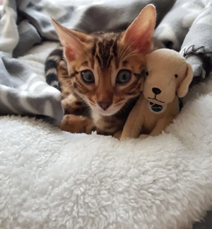 Wunderschöne Bengal Kitten (w m)