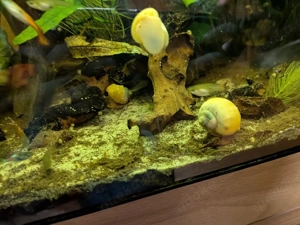 Wasser Schnecken Aquarium 