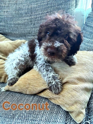 Lagotto Romagnolo Welpen