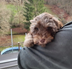 Zwergpudel Hündin,Welpe