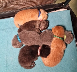 BKH Kitten zu vergeben mit Stammbaum 