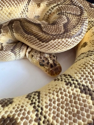 0.1 Clown Pastel Königspython 