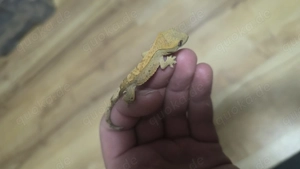kronengecko Crested gecko 0.0.1 Dalmatiner ink spot 