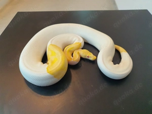 Königspython Albino Piebald
