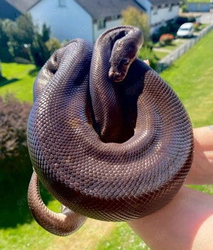 1.0 Super Black Pastel Königspython