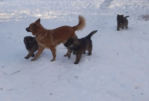 Schäferhund Hütehund Welpen Rüde