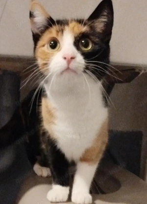 Dreifarbiges katzenmädchen ( selten) 10 Monate 