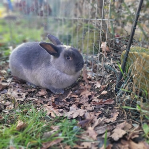 Traumhafter älterer Kastrat Caruso sucht Zuhause-geimpft 