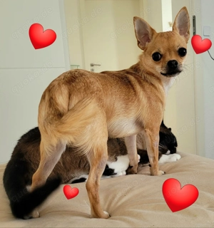 Chihuahua zu verkaufen 