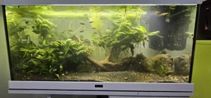 Aqualantis Style Aquarium mit Besatz, 80 Liter