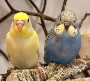 Wellensittich jungtiere