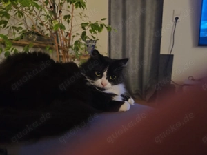 Maine Coon Mix Mädchen