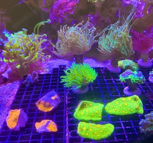 Euphyllia zu verkaufen 