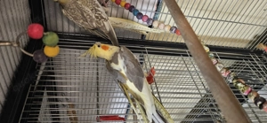 Nymphensittich Henne