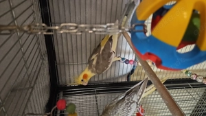 Nymphensittich Henne Bild 3