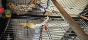 Nymphensittich Henne Bild 2