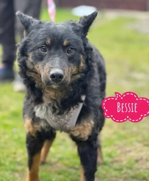 Bessie, junger und wunderschöner Mischling, Kroatischer Schäferhund Mudi