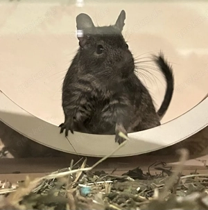 Liebevolles Zuhause gesucht