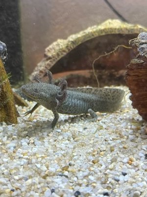 wunderschönes Axolotl Jungtier