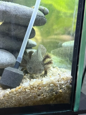 wunderschönes Axolotl Jungtier