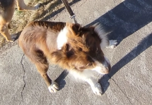 Australian Shepherd Rüde