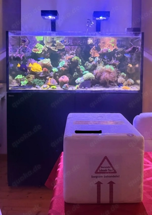 Schnecken für Meerwasser Bild 2