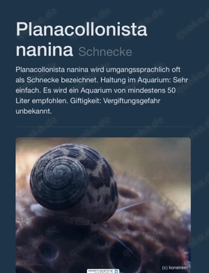 Schnecken für Meerwasser Bild 3