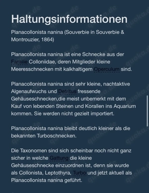 Schnecken für Meerwasser Bild 4