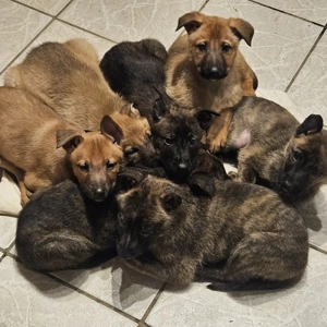 X-Herder + Mali Welpen!!!!!