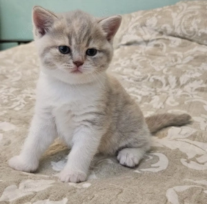 Verkaufe unsere süße Kätzchen 