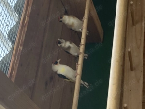 Stieglitz Unterarten