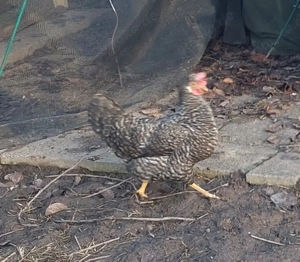 Bruteier Grünleger Blauleger  Bild 6