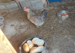 Bruteier Grünleger Blauleger  Bild 5