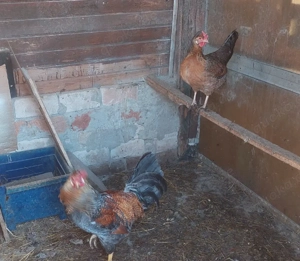 Bruteier Grünleger Blauleger  Bild 4