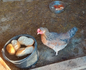 Bruteier Grünleger Blauleger  Bild 8