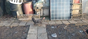 Bruteier Grünleger Blauleger  Bild 3