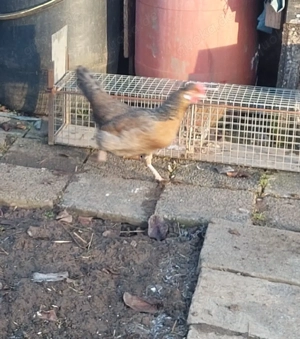 Bruteier Grünleger Blauleger  Bild 7