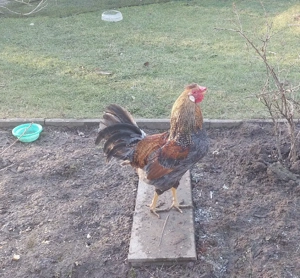 Bruteier Grünleger Blauleger  Bild 9