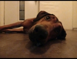 smilo 8 24 sucht grosses körbchen