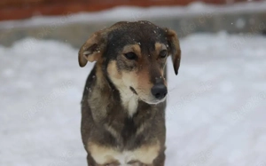 Soziale und fröhliche Melanie sucht Zuhause