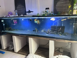 Aquarium 250x50x55