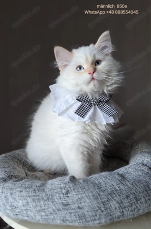 Neva Masquarade Kater