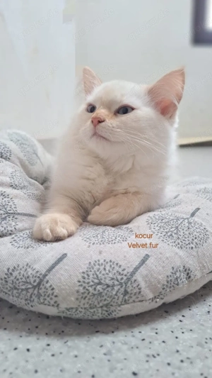 Neva Masquarade Kater