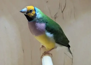 Gouldamadinen von 2025