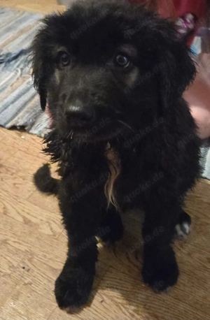 Süsse Bailey sucht ein liebevolles Zuhause 