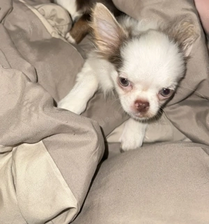 chihuahua mädchen 